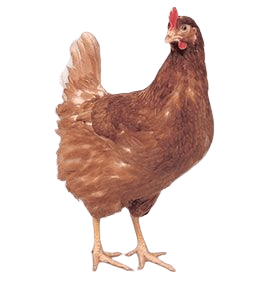 Hyline Gallina Marrone